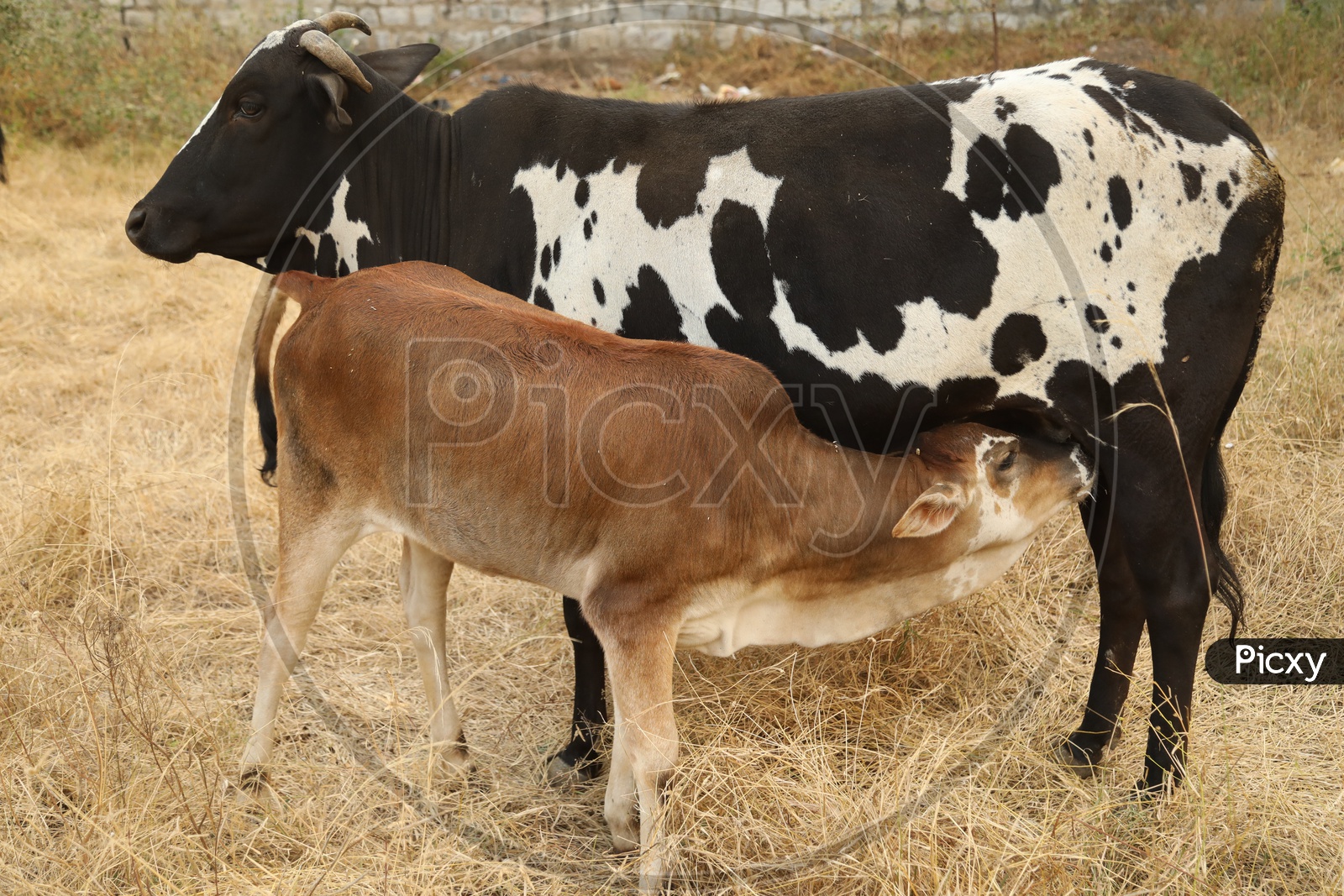 A calf drinking milk from mother cow