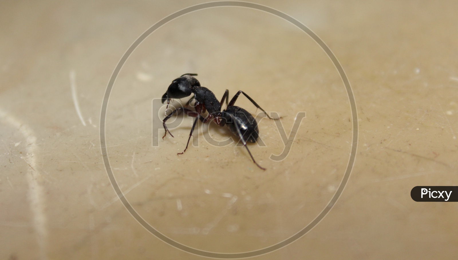 Ant Life - 3