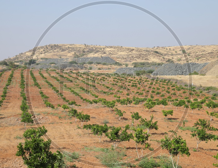 Agriculture fields in barren land
