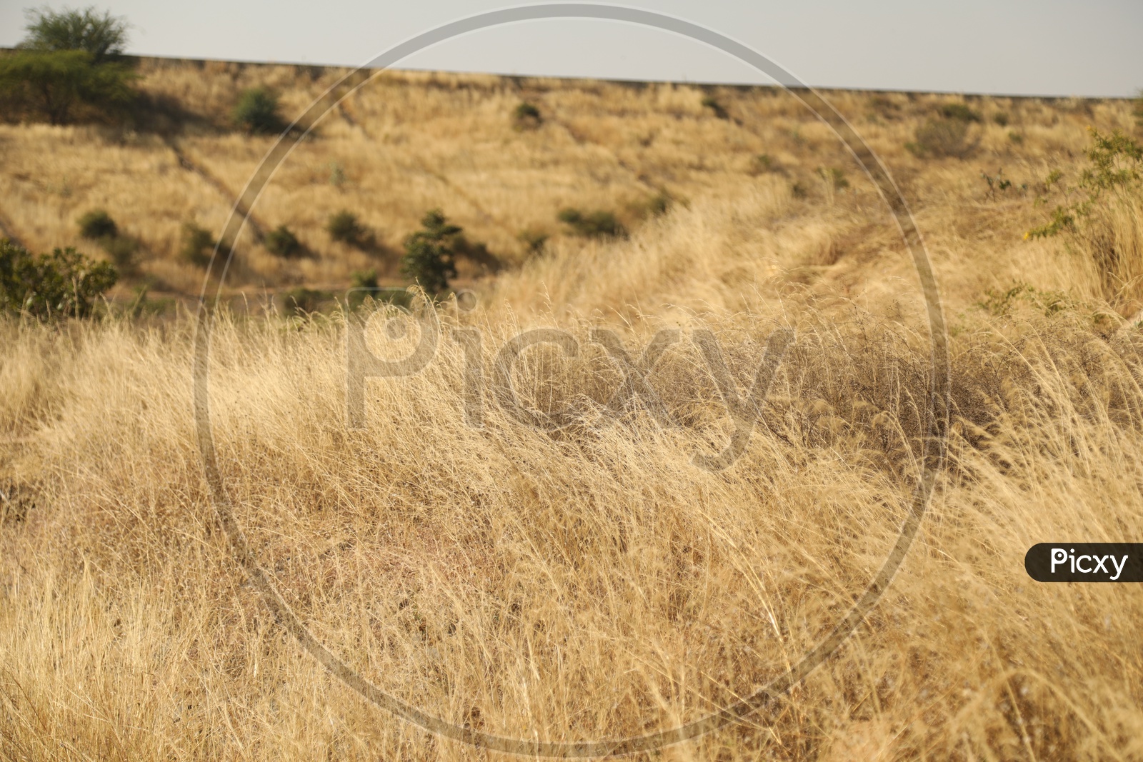 Dry grassland