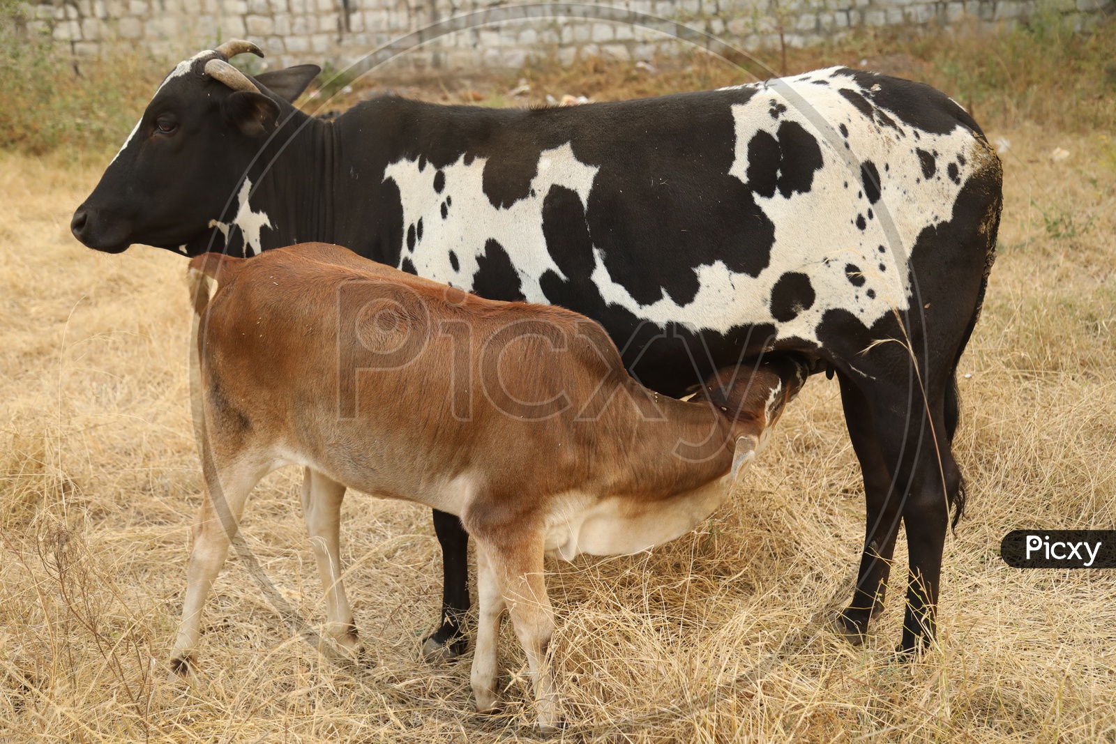 A calf drinking milk from its mother