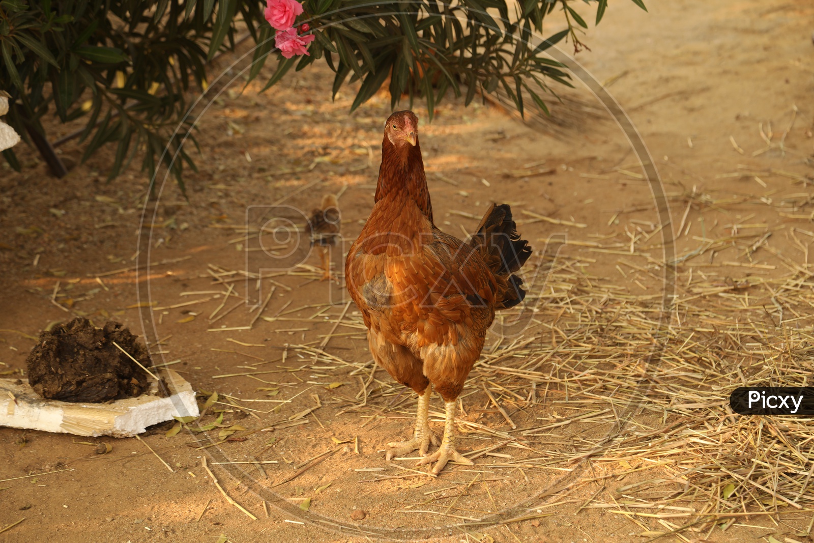 A hen beside the cow dung