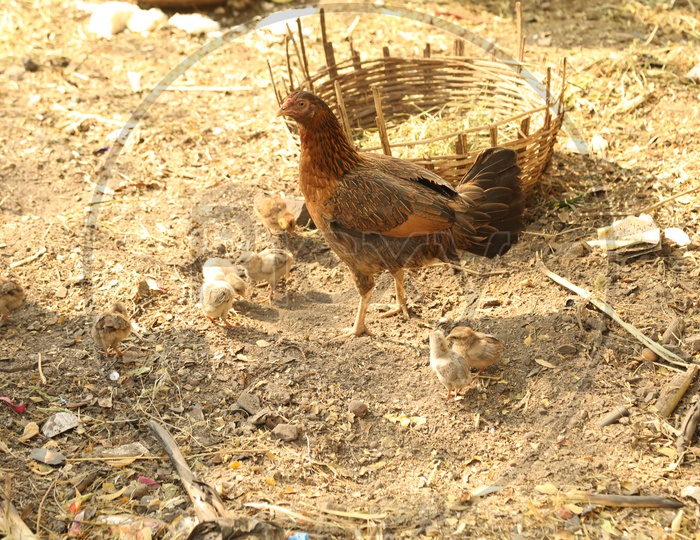 Mother Hen with chicks