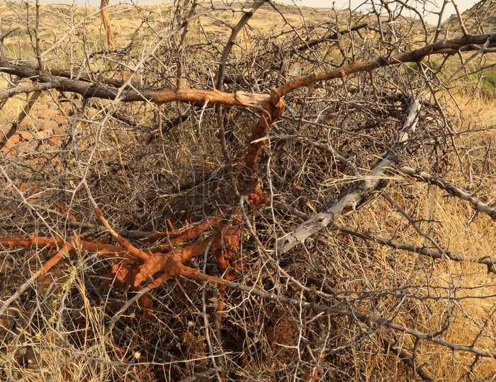 Dry bushes and thorns
