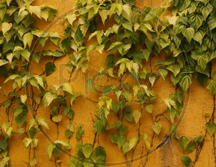 Betel leaf plant on a wall