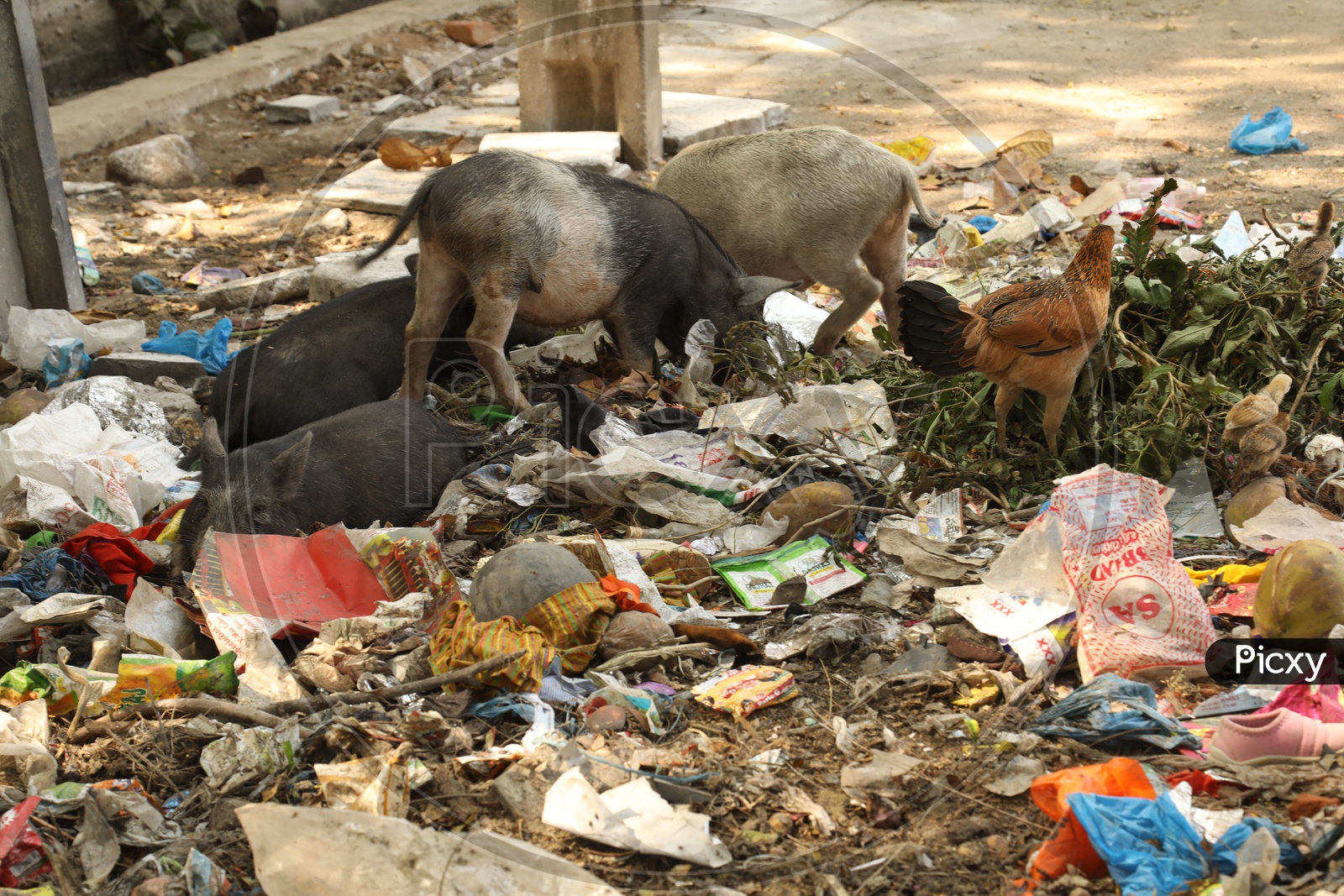 Pigs foraging for food in garbage
