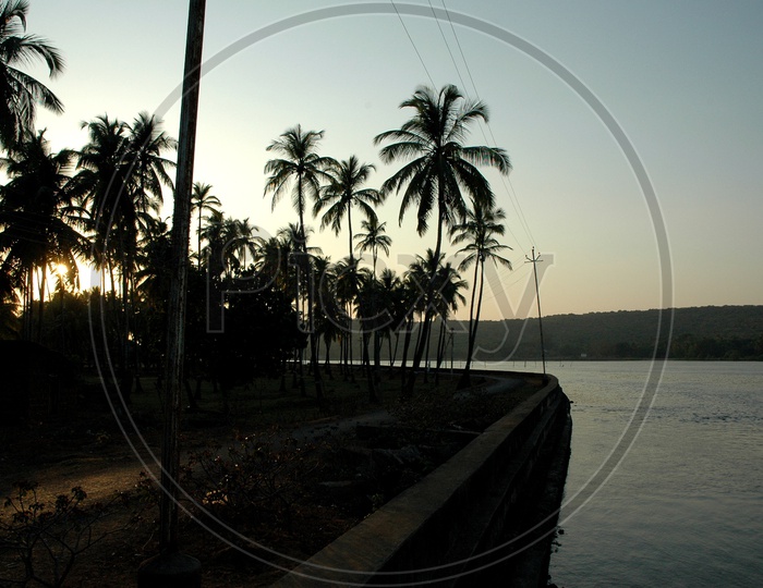 Silhouette of coconut trees near a river