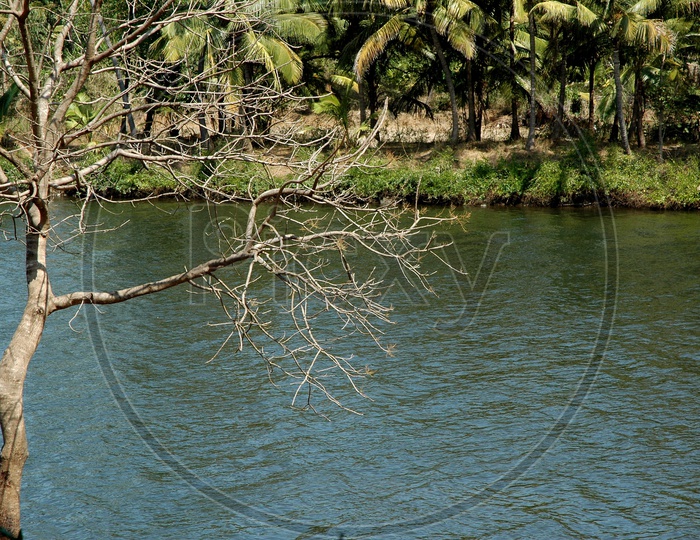 Bare tree near a river