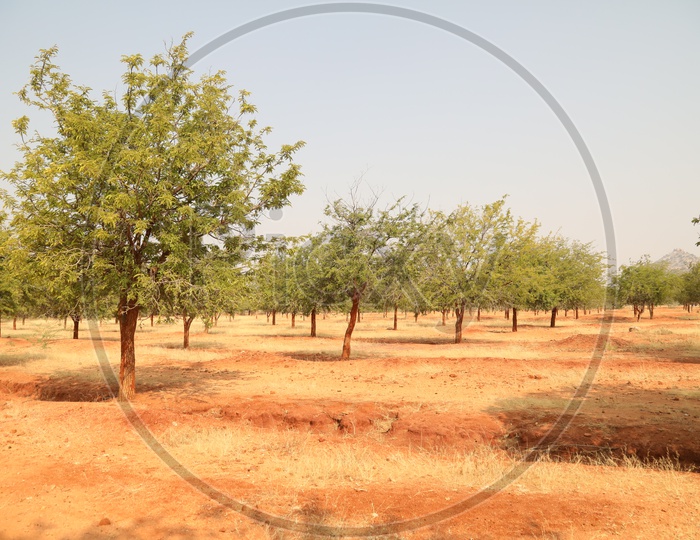 Group of trees in an open land