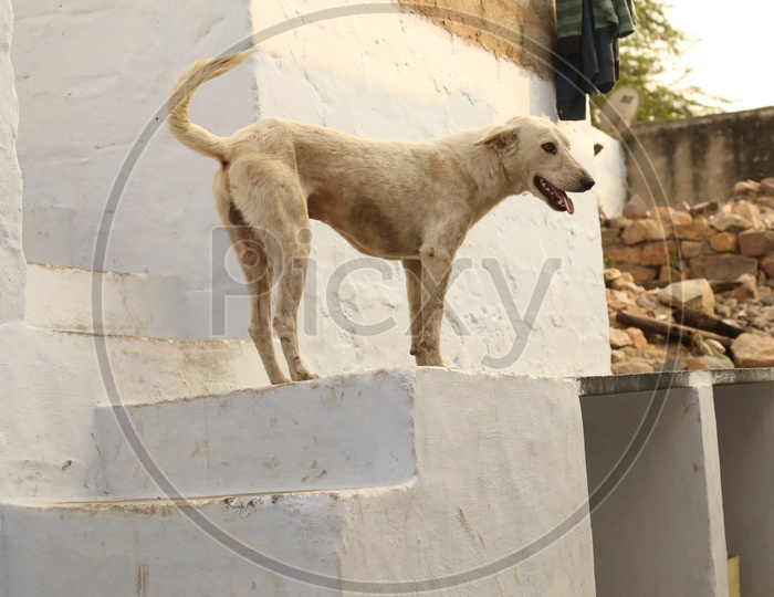A street dog on the stairs