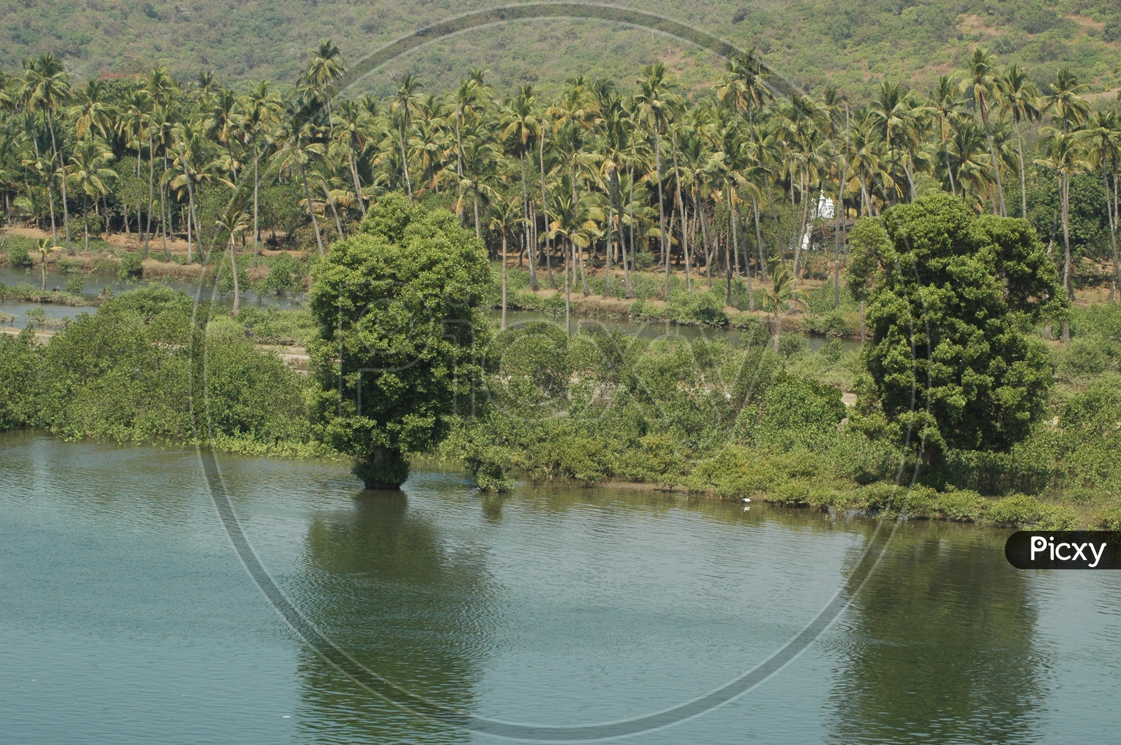 Coconut trees besides a river