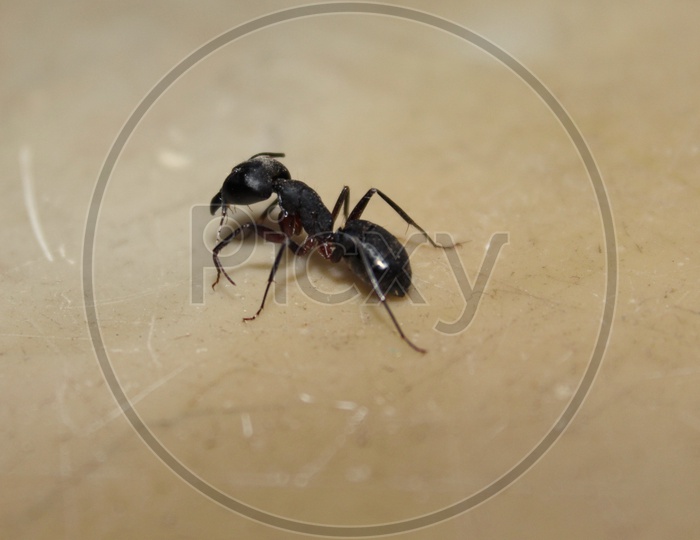 Ant Life - 3