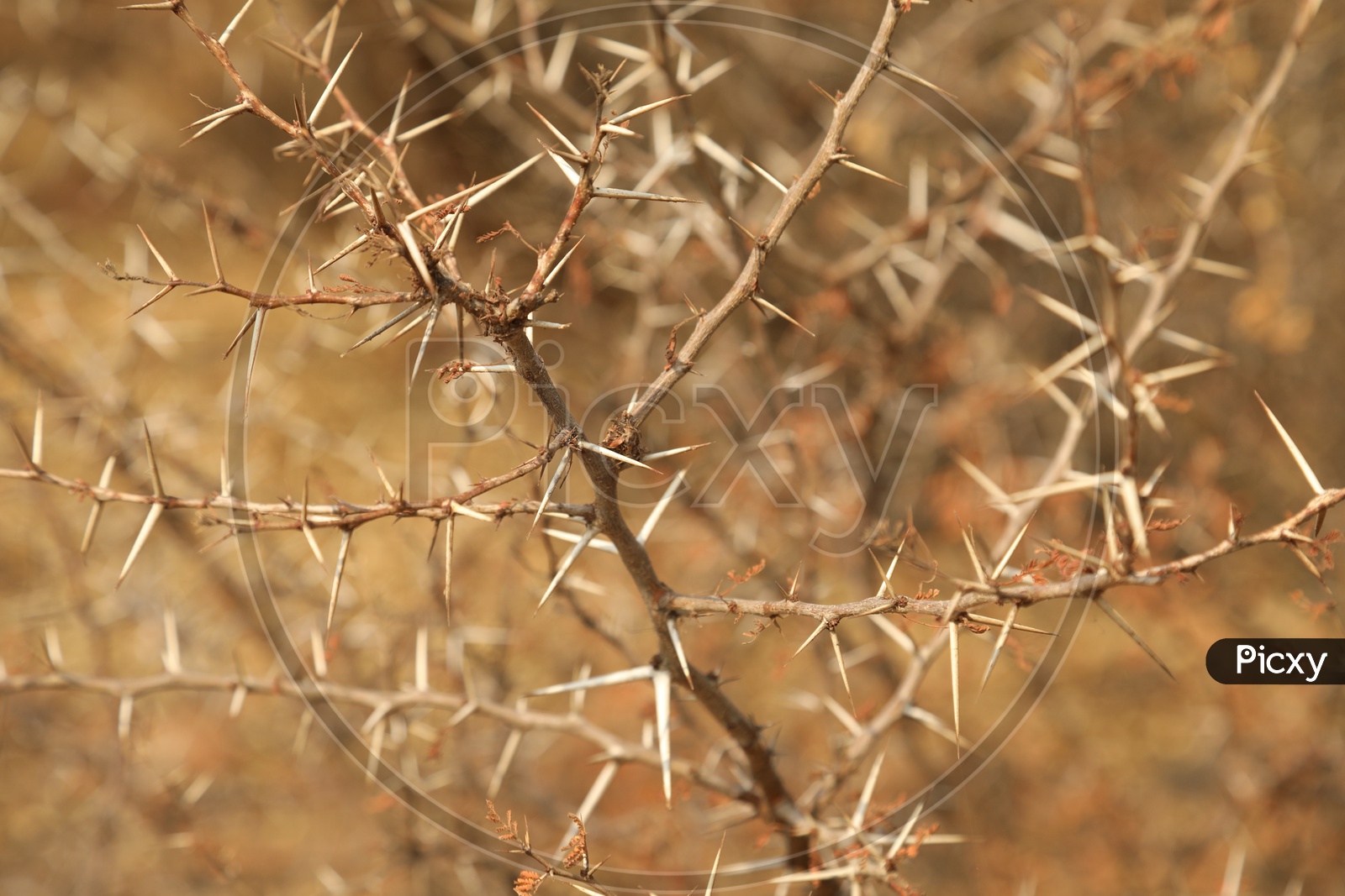 Close up of the Thorns
