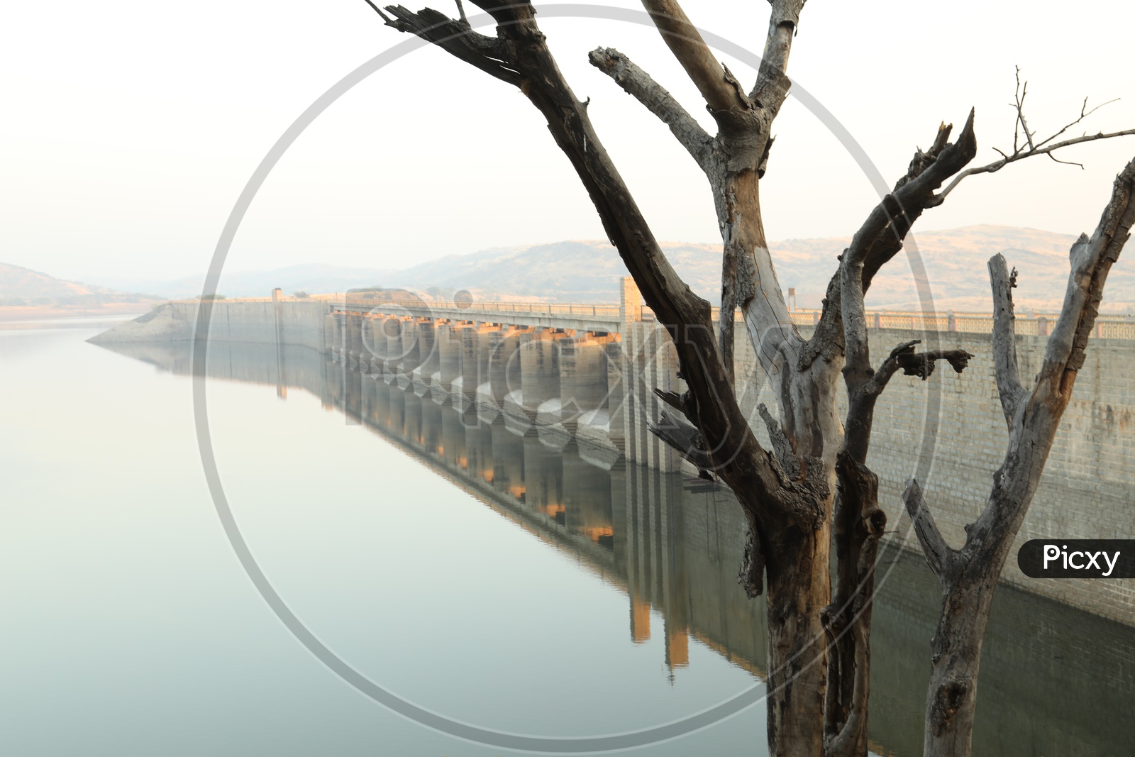 A Dried Leafless Tree Stem At a Reservoir