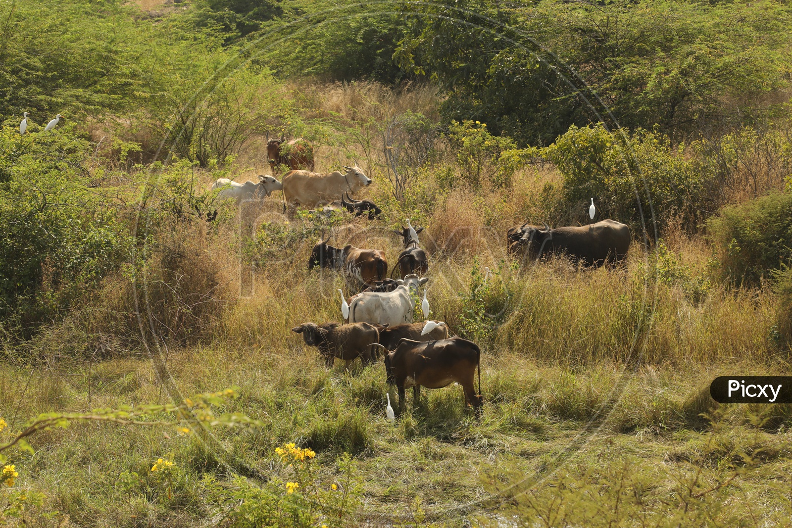 Cattle grazing in an open land