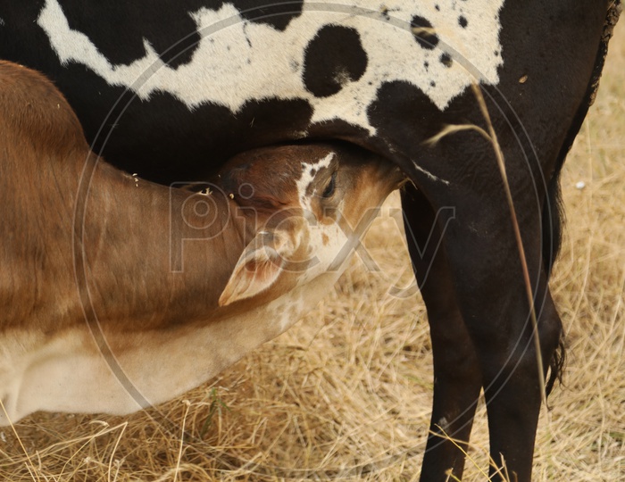 A Calf drinking milk from  mother Cow