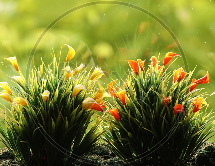 Close shot of grass with multiple colors of flowers