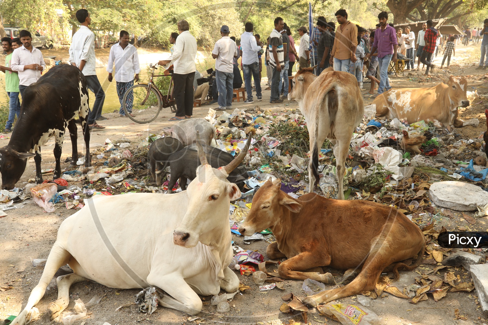 Cattle, hen, pigs in the garbage while people are moving around  - Street view