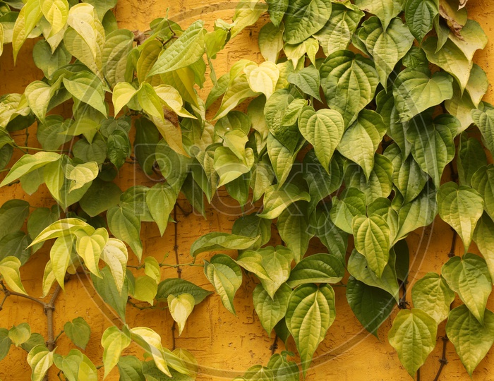 Betel leaf plant vine on a wall