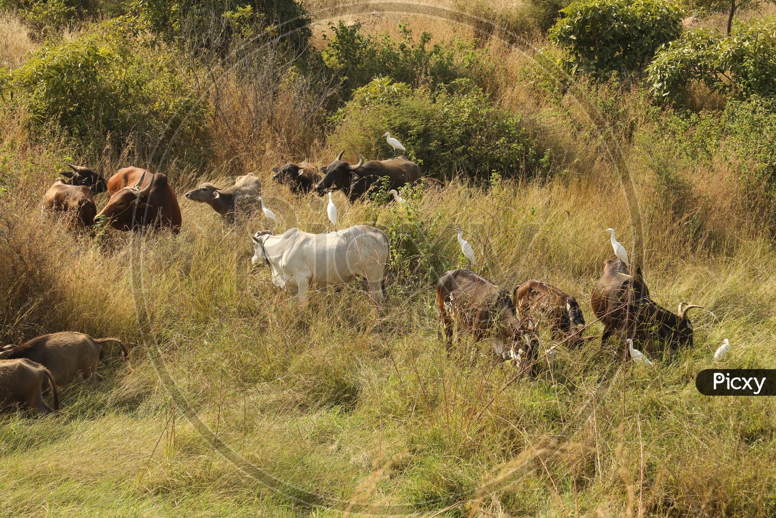 Cattle grazing in the meadow