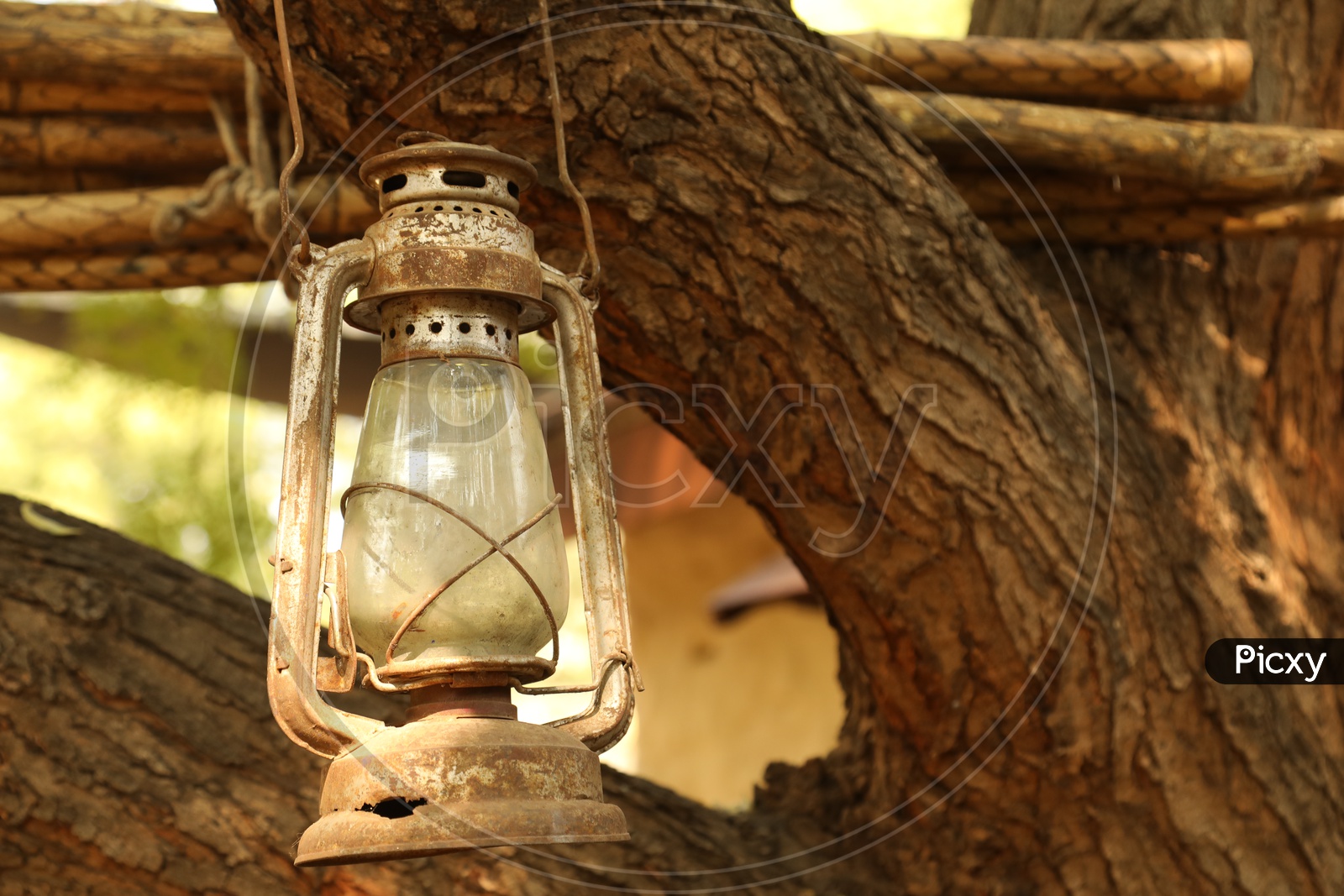 Old Lamp hanging to a tree