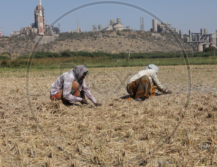 Rural Woman Working in a Paddy Fields Around Thermal Power Plant