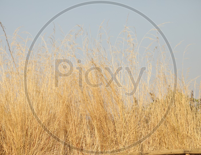 Dry steppe grass