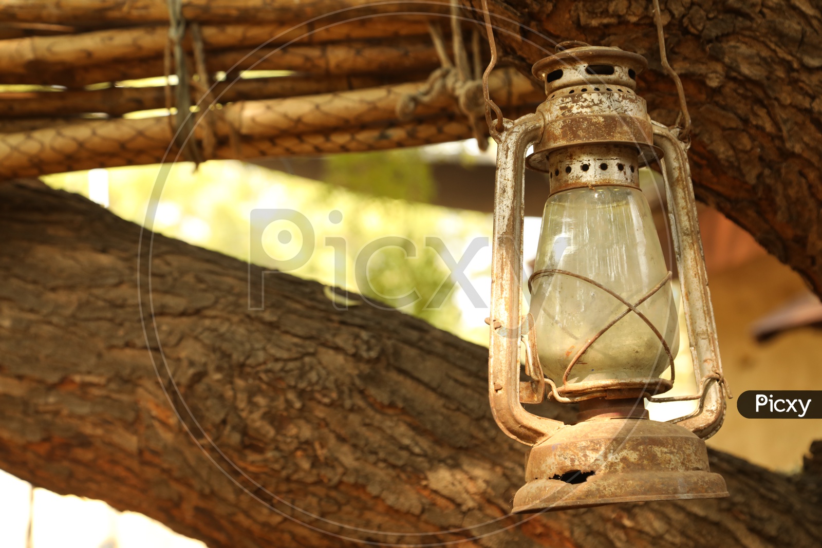 Old Kerosene Lantern hung to the tree branch