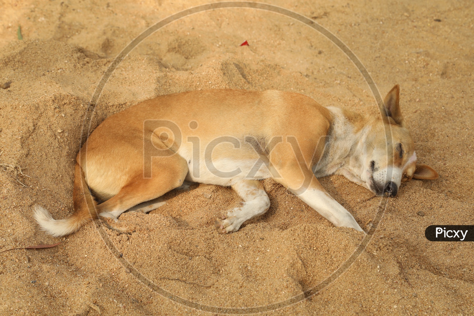 Dog sleeping in sand