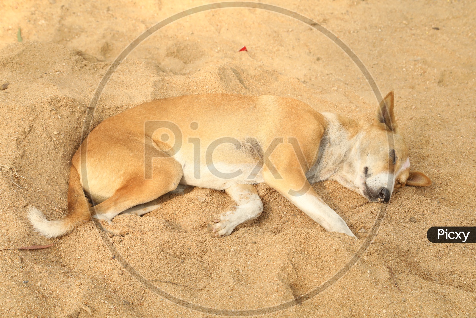 A street dog sleeping on the sand