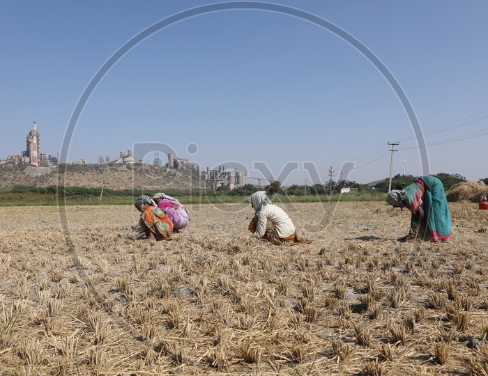 Rural Woman Working in a Paddy Fields Around Thermal Power Plant
