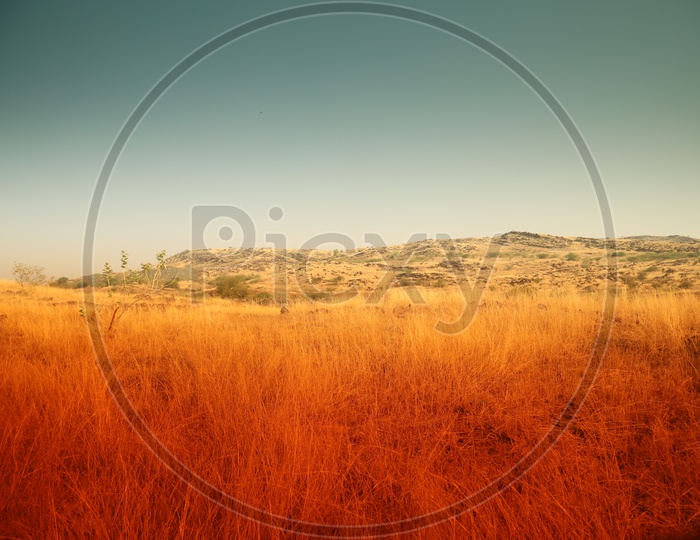 Dry steppe grass in the open area with mountains in the background