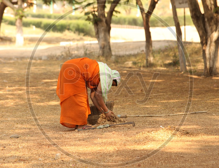 A Rural Village Woman Collecting Cow Dung