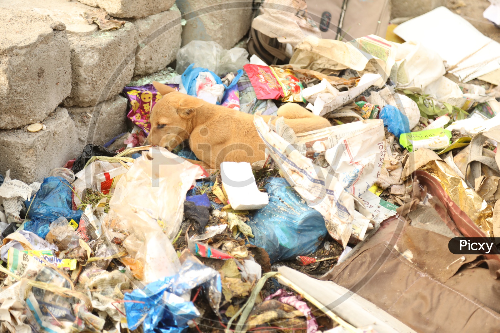 A Dog lying In a Garbage Bin