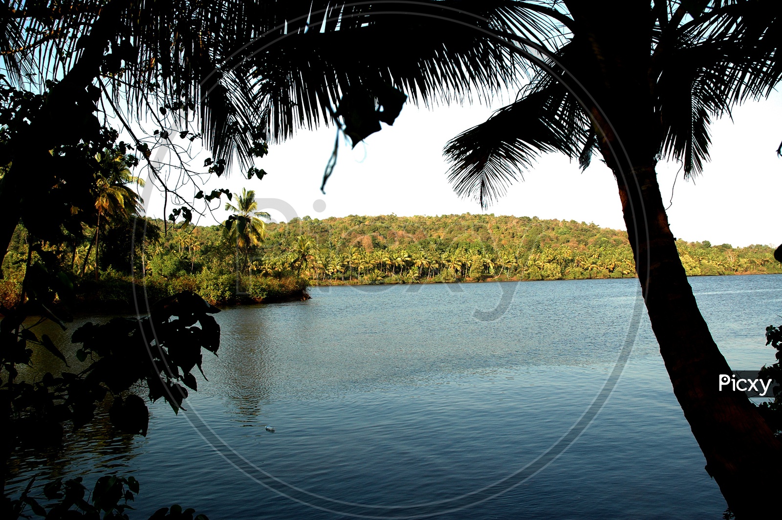 Coconut trees besides Mandovi river
