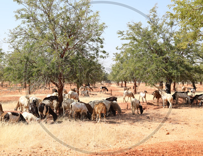 Sheeps Grazing  in Barren Lands