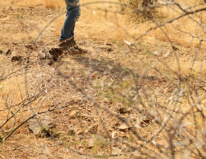 Feet of a man walking with the shoes in the wilderness