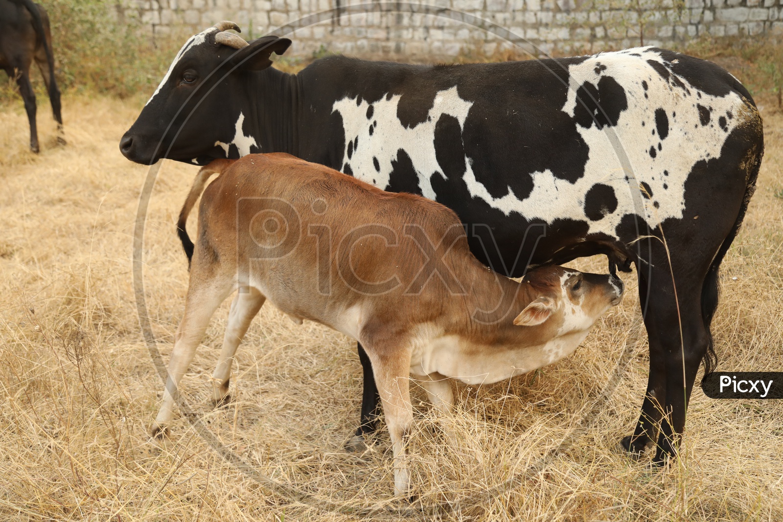 Calf having feed from mother cow