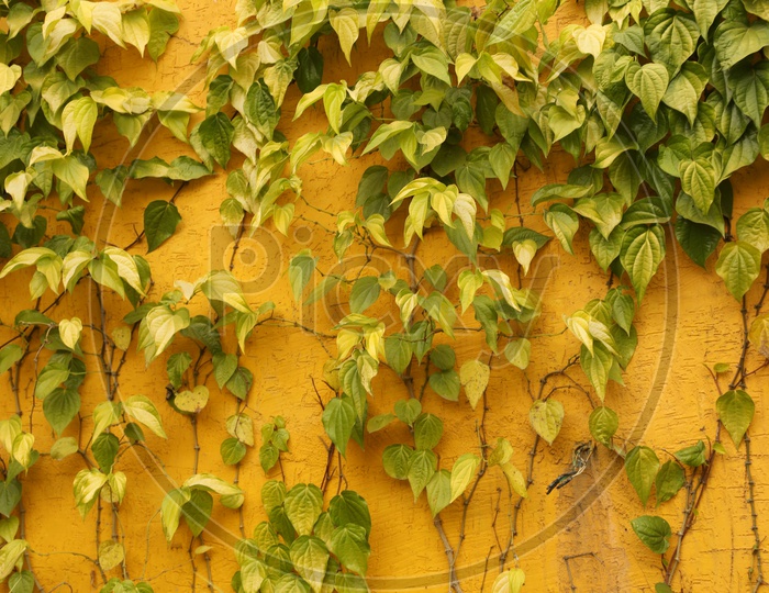Betel leaf plant on a wall