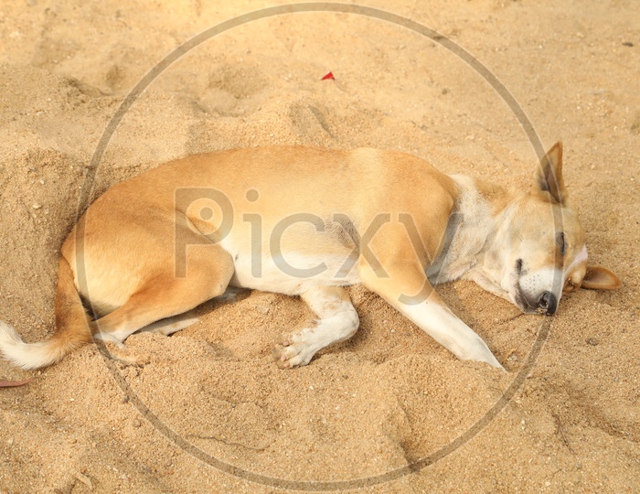 A street dog sleeping on the sand