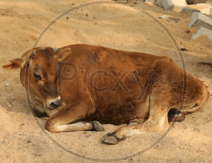 Calf laying on sand