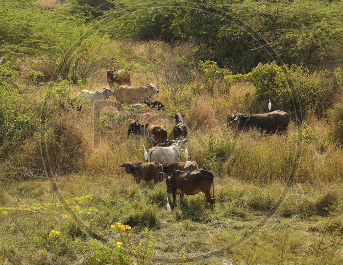 Cattle grazing in an open land