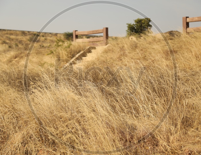 Dry steppe grass
