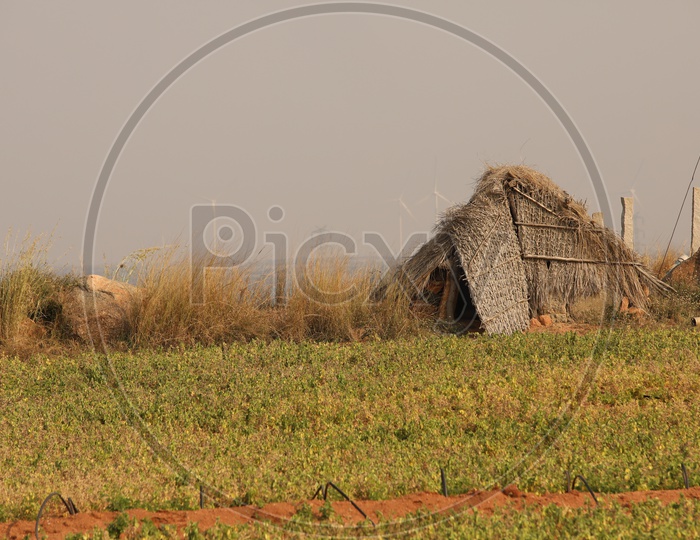 A hut in agriculture field