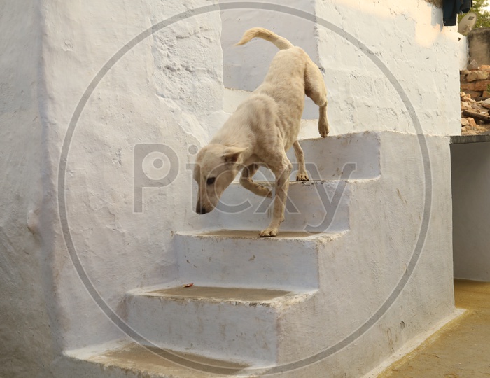 A street dog moving on the stairs