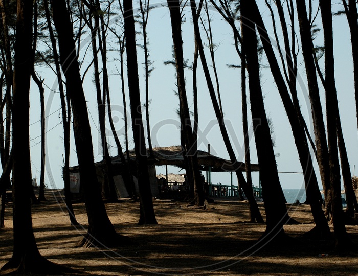 Silhouette of tree trunks near a beach