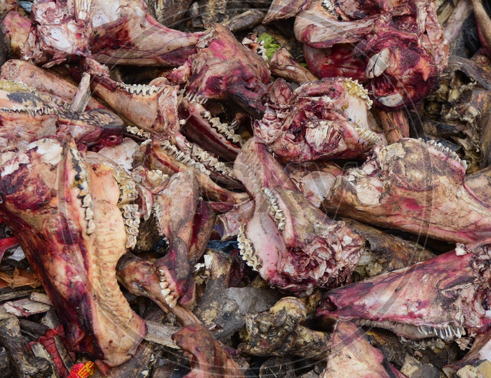 Cow body parts in a dumping yard