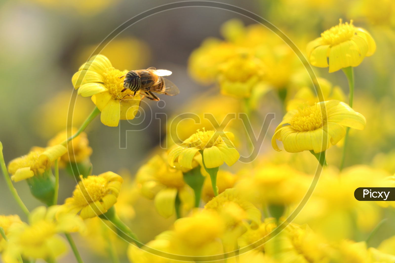 Honey bee on Common ragwort flowers