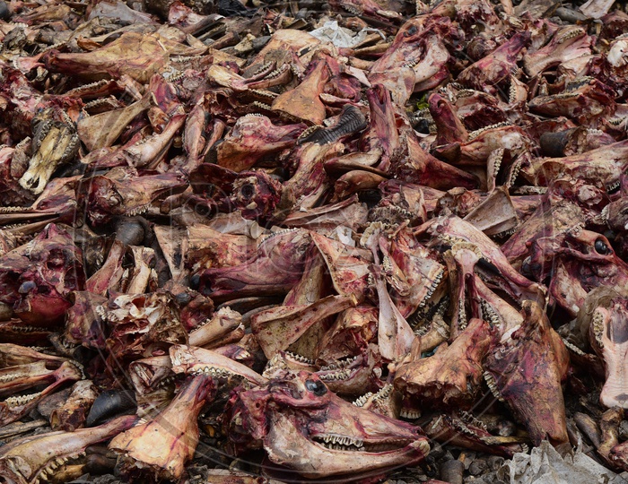 Cow body parts in a dumping yard