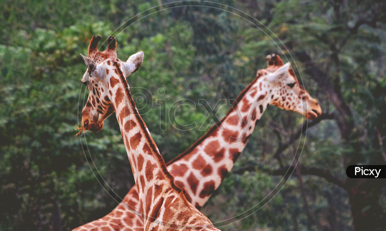 Giraffes' Face Off